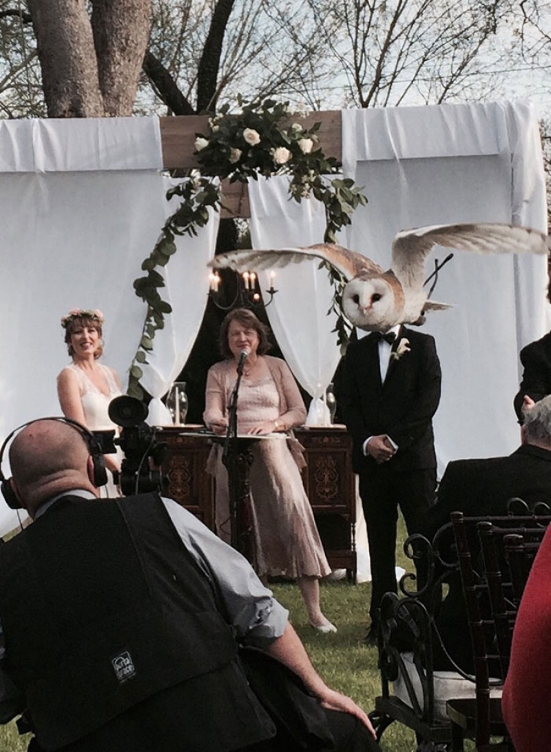 Perfectly Timed Photos Owl Faced