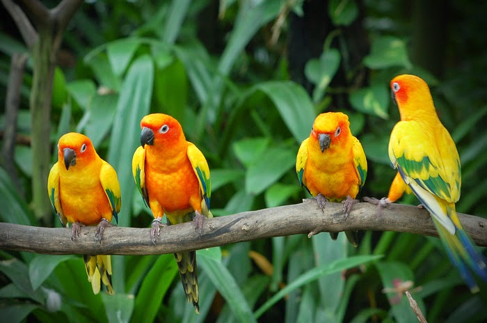 Karnala Bird Sanctuary 